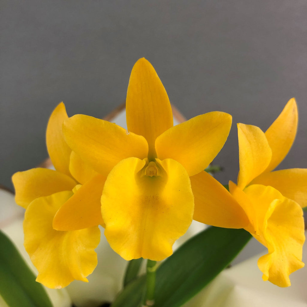 Cny Cattleya Orchids Cny Orchids Flower Delivery Kl Malaysia