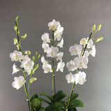 White Dendrobium Orchids - Orchids - Luxe Florist - - Eat Cake Today - Birthday Cake Delivery - KL/PJ/Malaysia