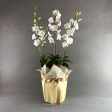 White Dendrobium Orchids - Orchids - Luxe Florist - - Eat Cake Today - Birthday Cake Delivery - KL/PJ/Malaysia