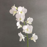 White Dendrobium Orchids - Orchids - Luxe Florist - - Eat Cake Today - Birthday Cake Delivery - KL/PJ/Malaysia